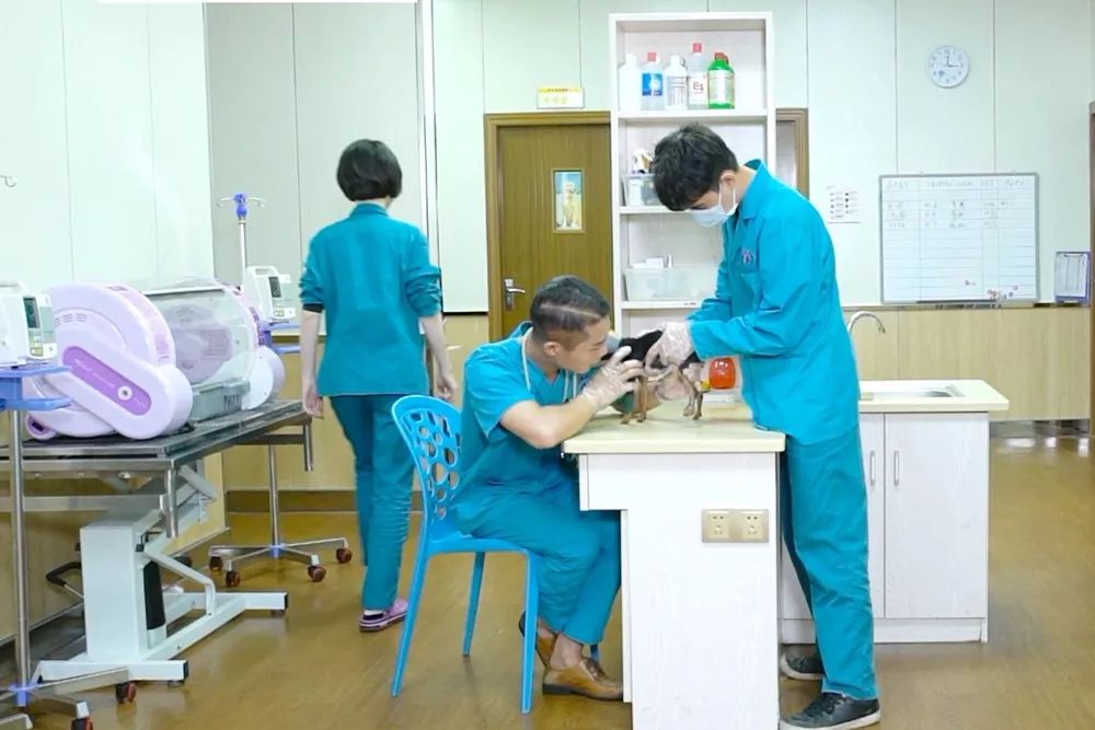 南宁二十四小时宠物医院,南宁宠物医院24小时急诊多少钱