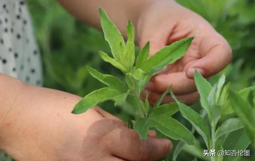 适合农村创业项目投资小的有哪些,农村最适合干什么生意赚钱投资小