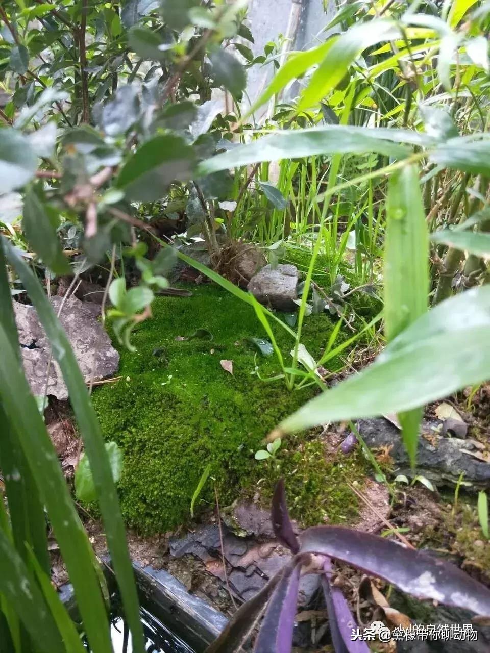 丛林造景黄缘龟池设计图大全,龟宝宝黄缘龟生态缸造景教程