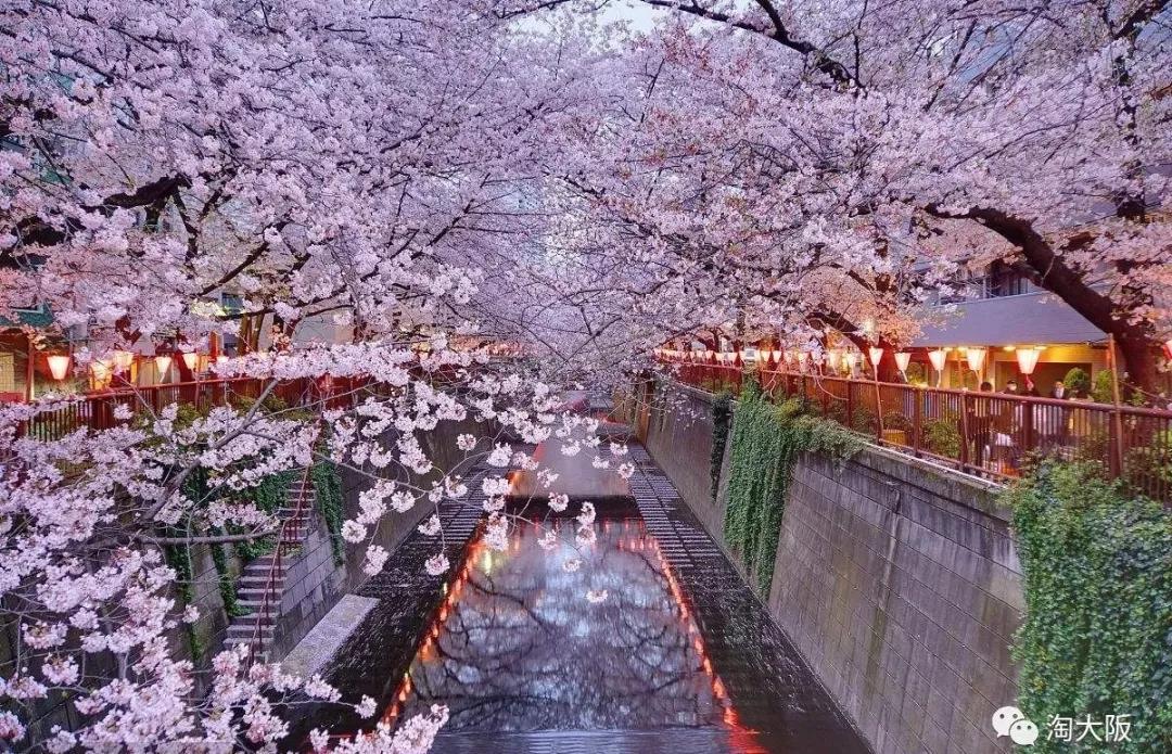 星巴克春日限定樱花星冰乐,星巴克樱花限定加樱花