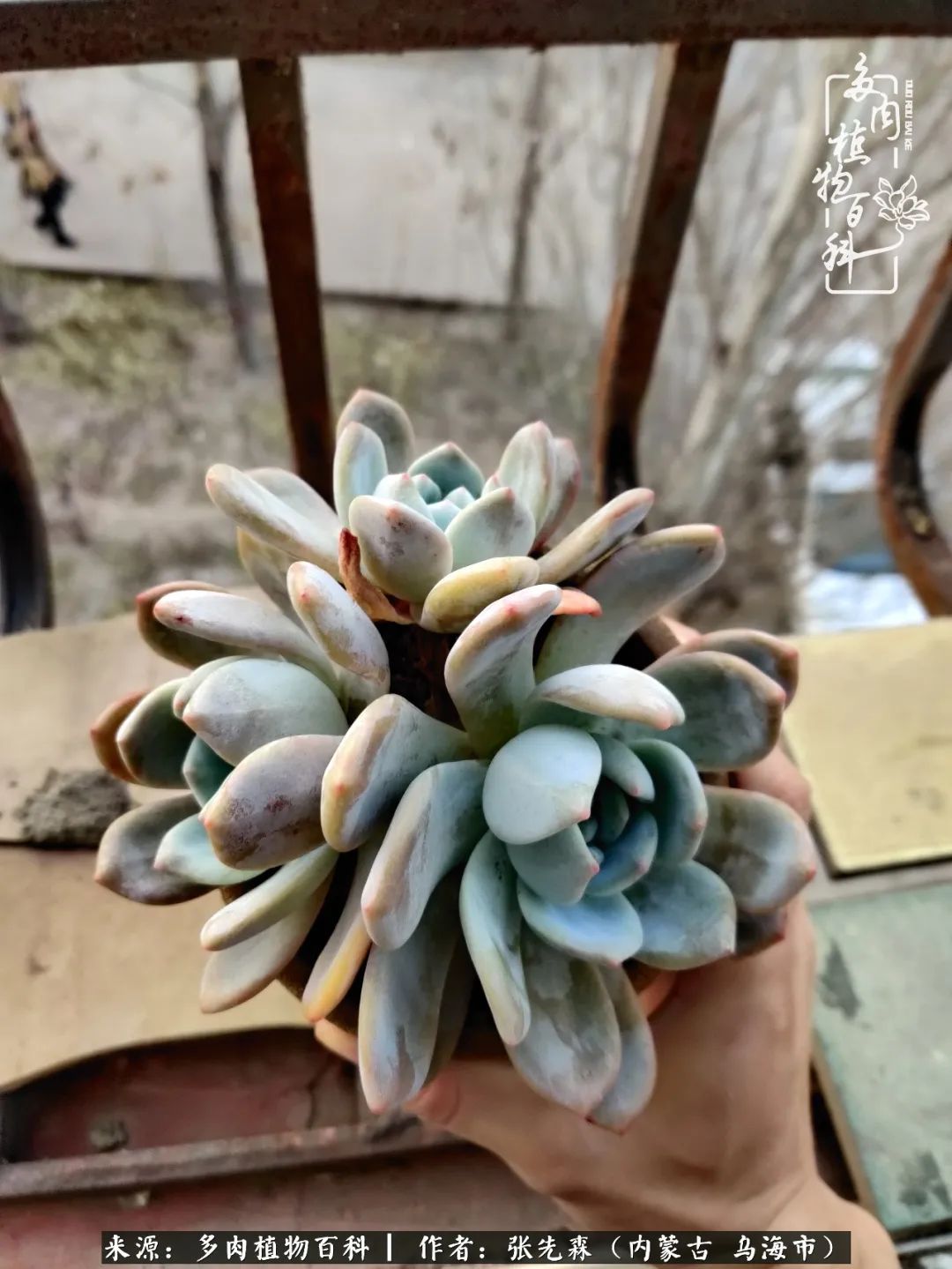 吸取教训，不断探索，英语老师的多肉碎碎念