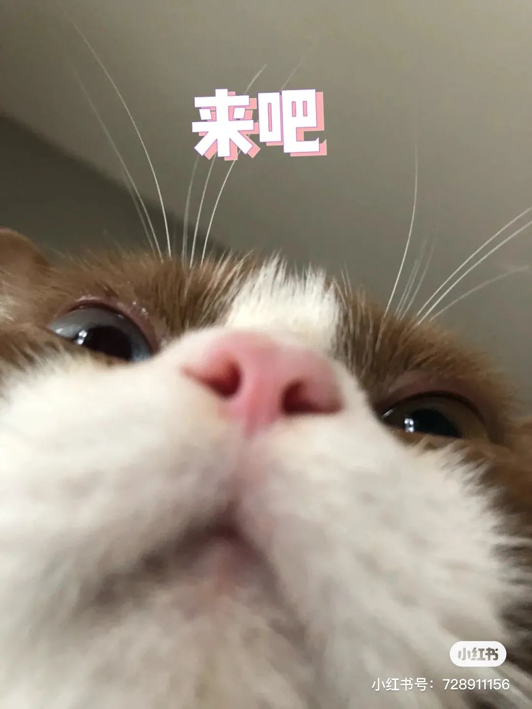 金发碧眼双眼皮！这猫我说一句“橘中最美”不过份吧？