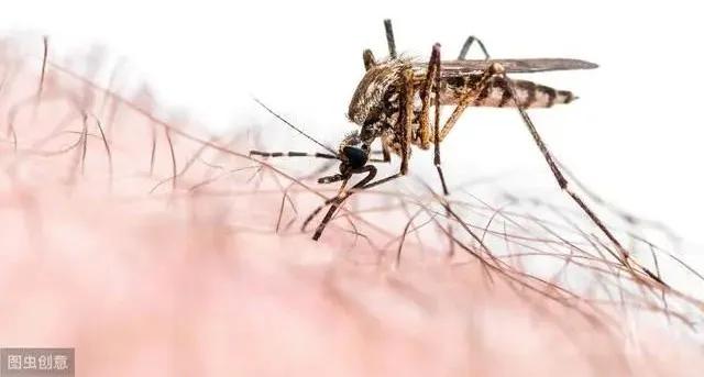 如何预防宝宝在室内被蚊子咬,宝宝被蚊子咬了家用妙招