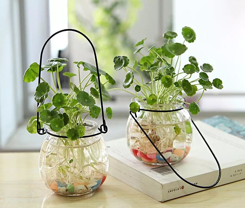 种花一年四季都能生根,冬天种花枝条多久生根