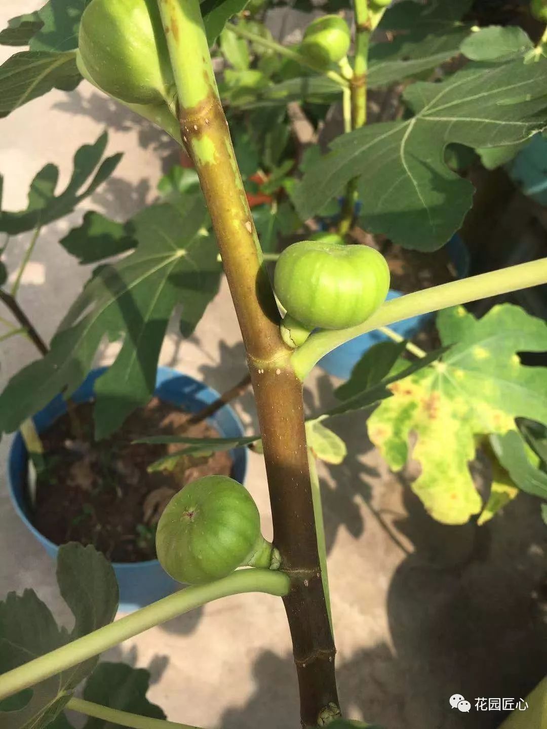 想自己种一棵树,想种自己的树