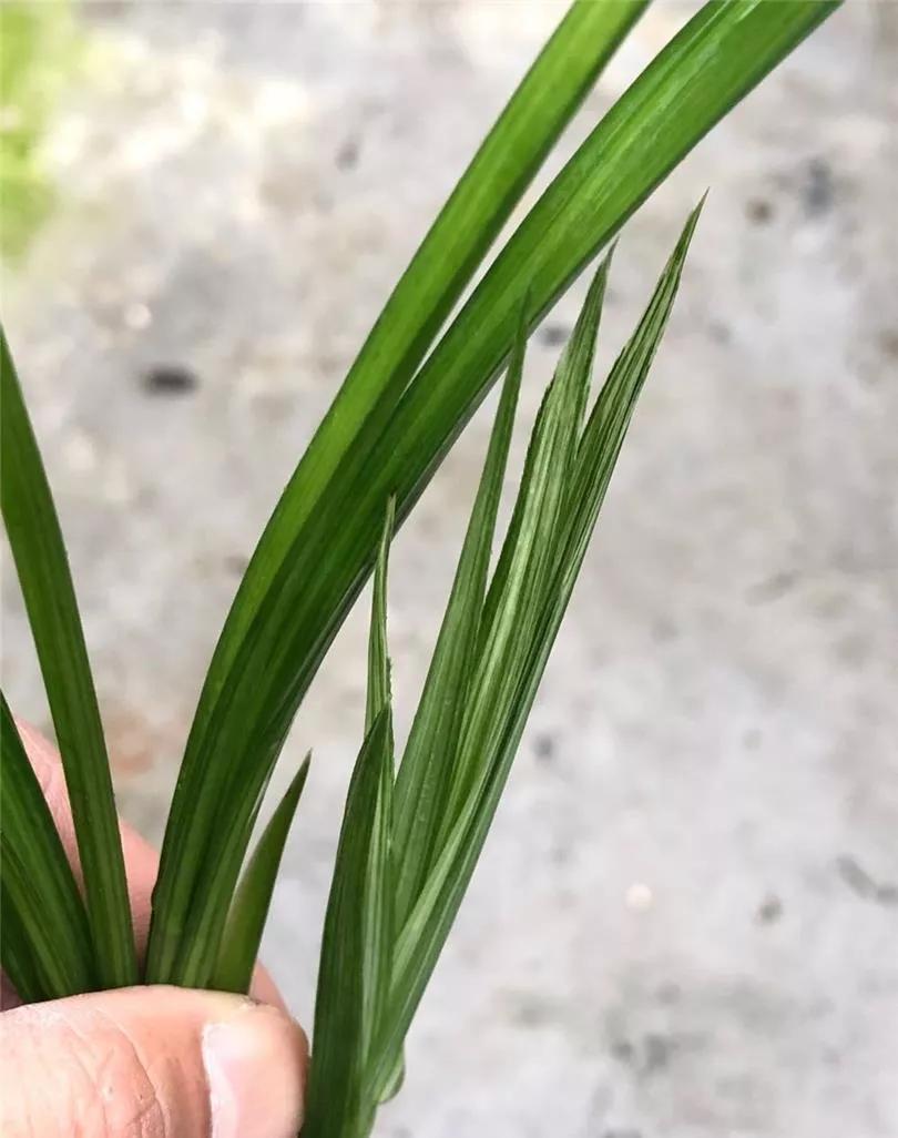 温江市场上售价高达五十万一苗的春剑多艺，再次引爆春剑兰市