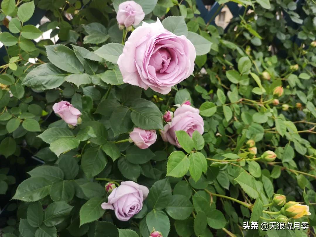 月季春季第一波花要不要剪,月季春季第一波花开后嫁接