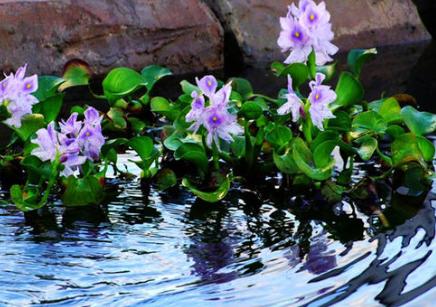 它是令人闻之色变的恶草，却不知价值珍贵，曾是名贵植物享誉世界