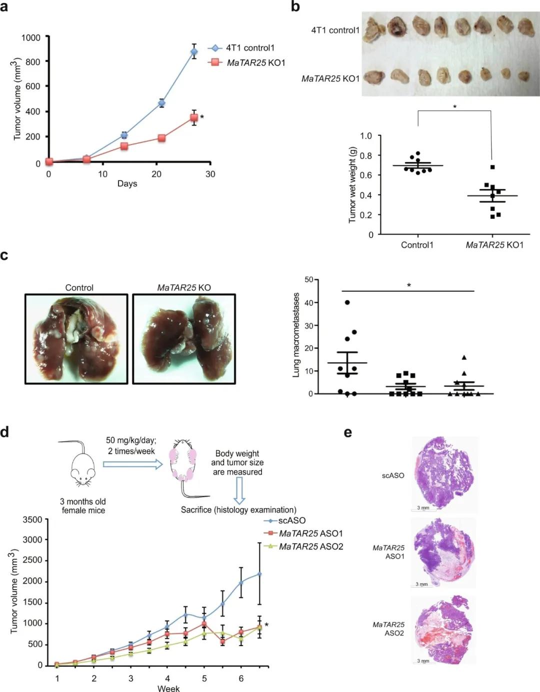 乳腺癌靶点图,乳腺癌抗癌新发现