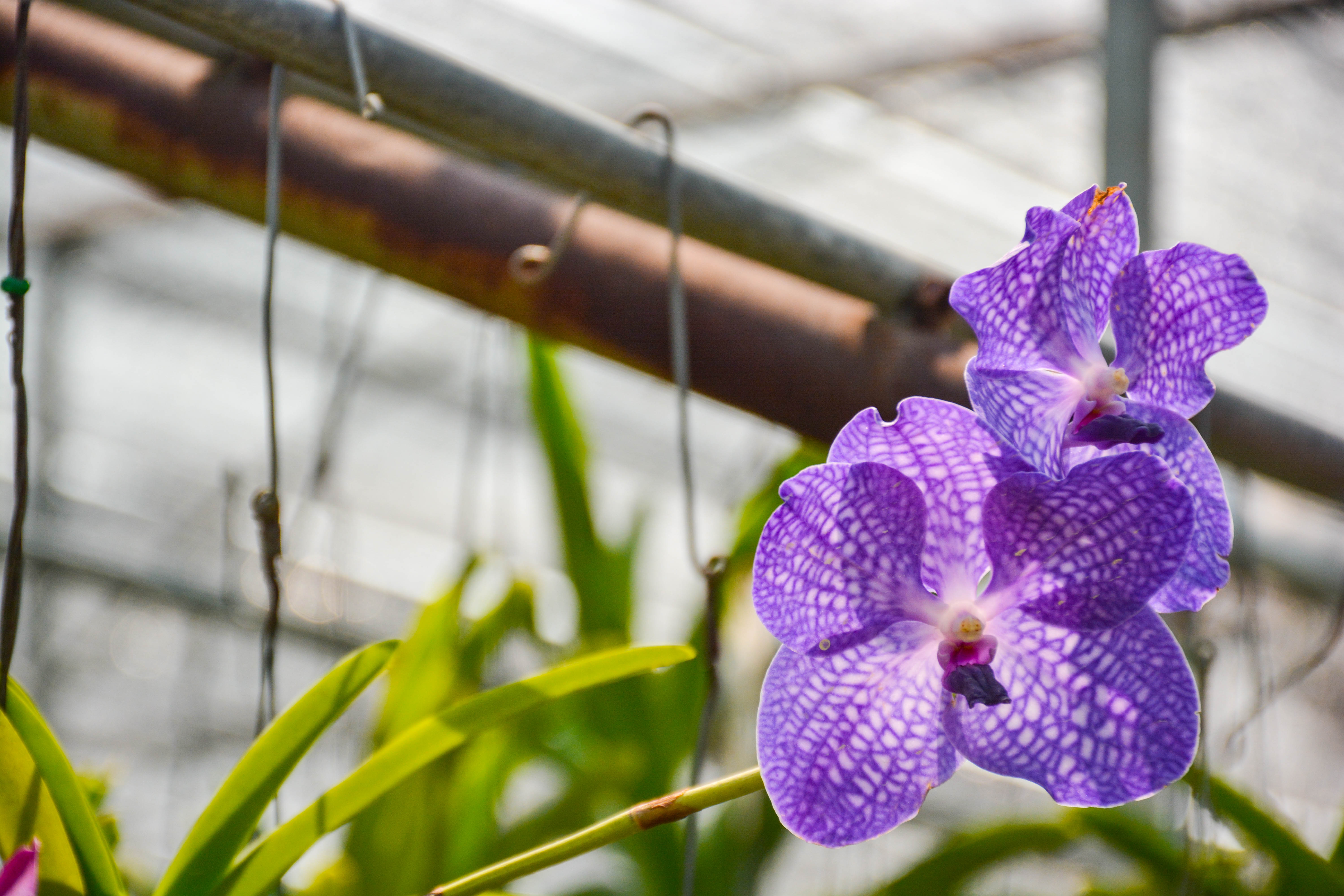 好看又好养的兰花有哪些,最好的十种兰花