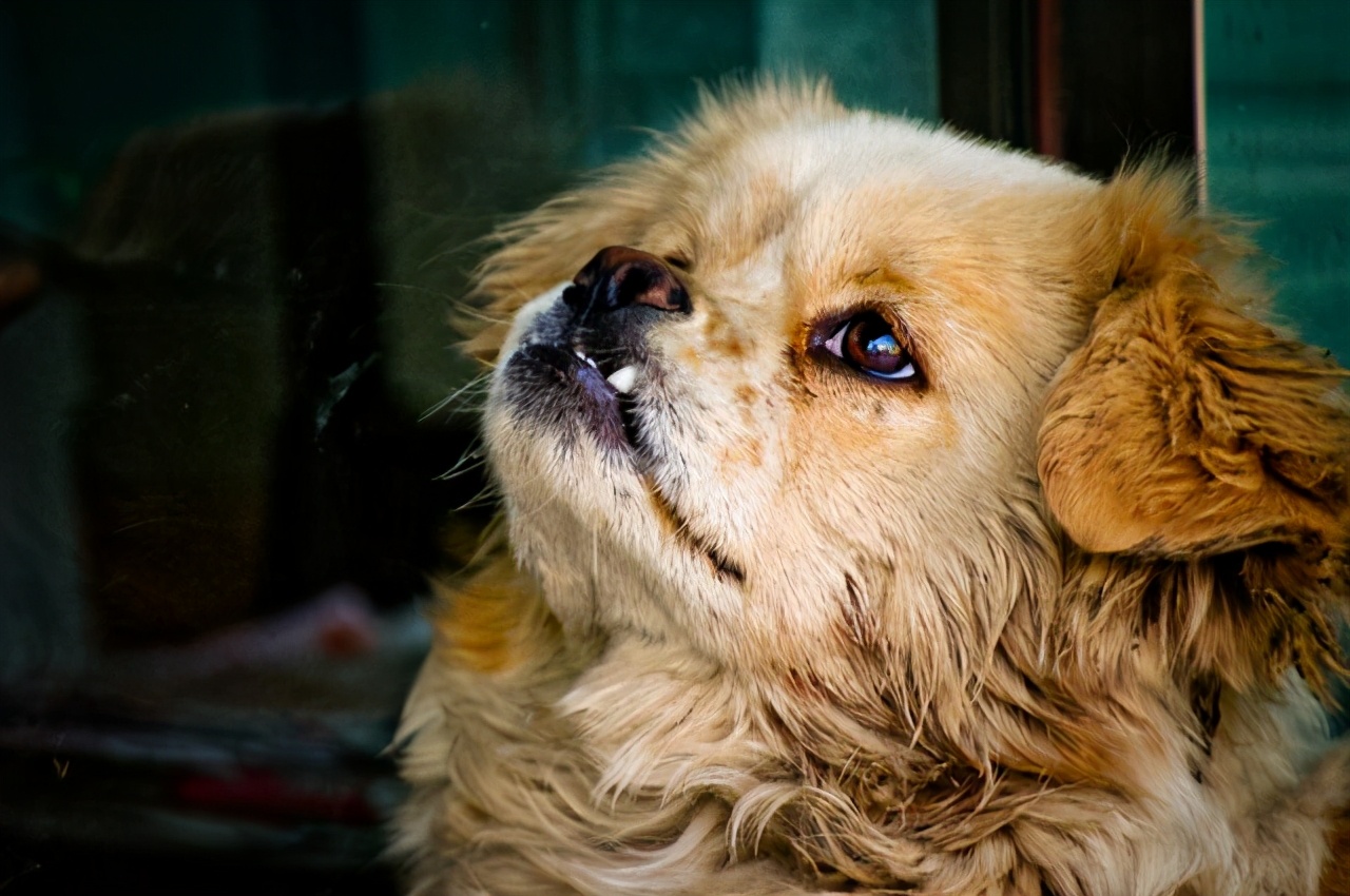 狼的配偶,狼的配偶只有一个