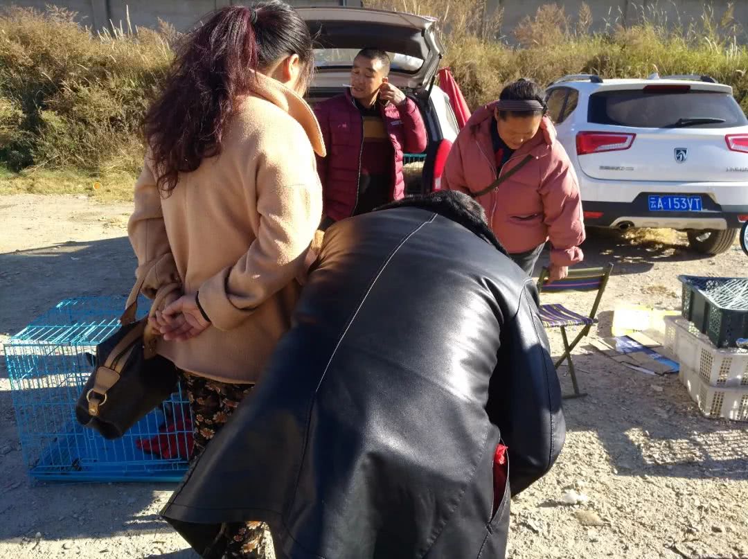 同城金毛幼犬多少钱一只,金毛幼犬狗市