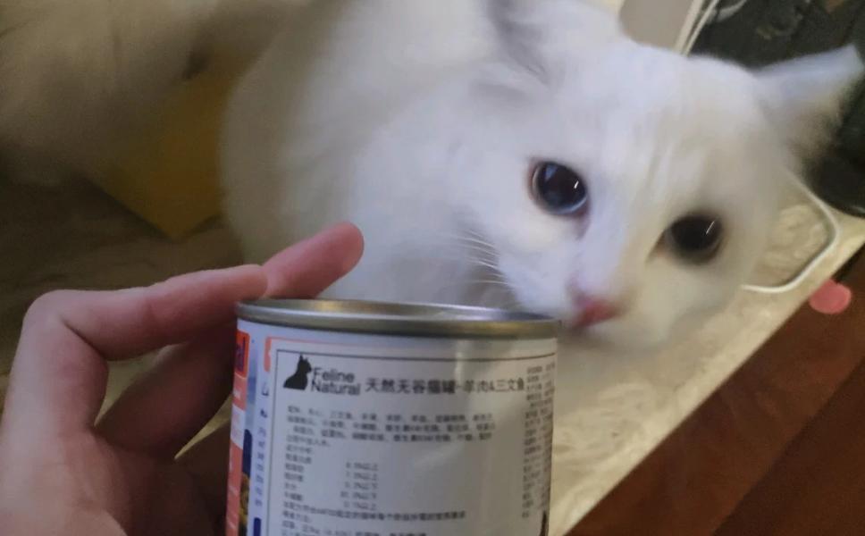 猫粮测评：多年养猫选粮经验分享