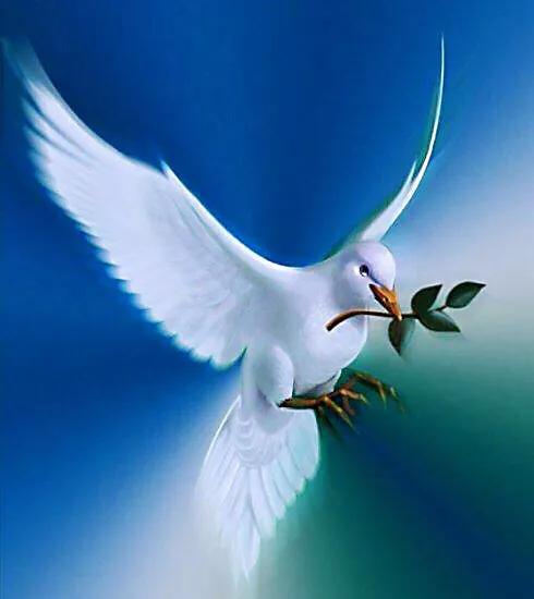 和平鸽～和平、友谊、团结、圣洁的象征