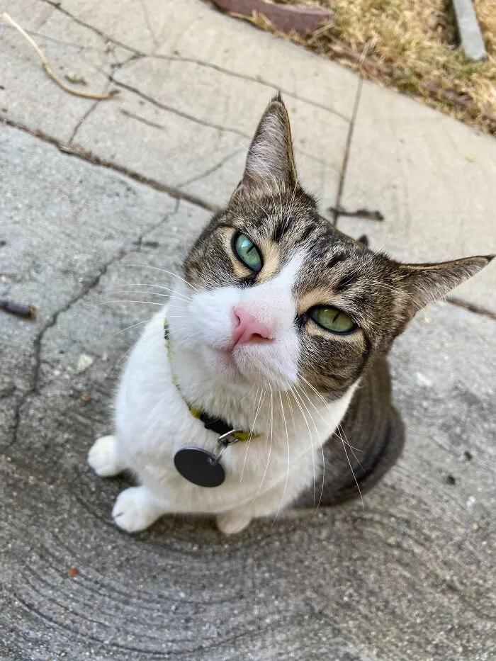 国外中国人遇到中华田园猫,中华田园猫在海外保护主人