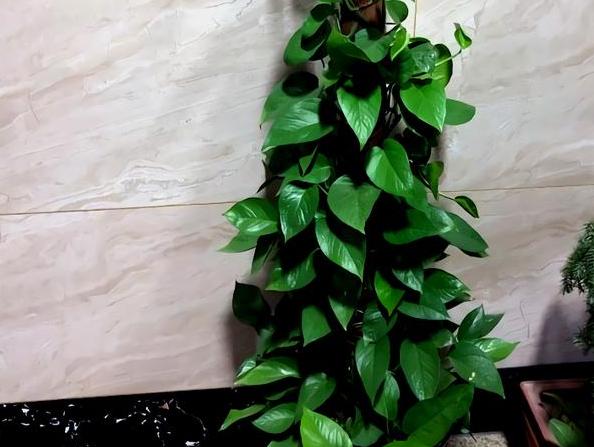 绿萝需要什么样的肥料才能够旺盛,绿萝用什么肥料养才能更旺盛