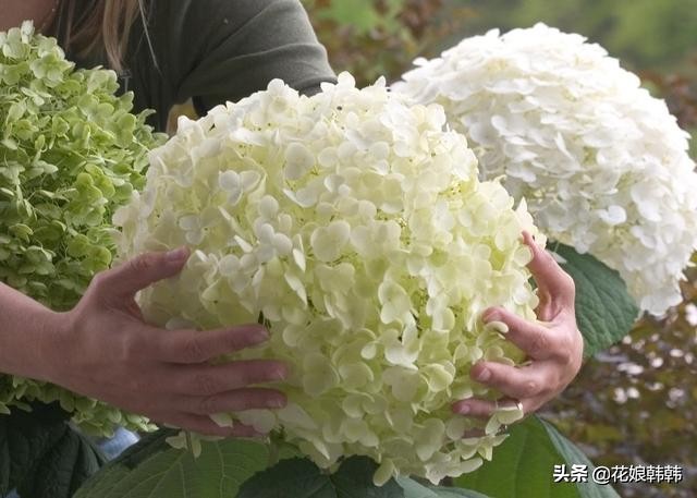 绣球怎么修剪才好,绣球的正确修剪方法