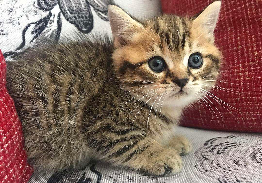 猫咪有毛怎么还怕冷,别看猫咪那么多毛猫咪是很怕冷的