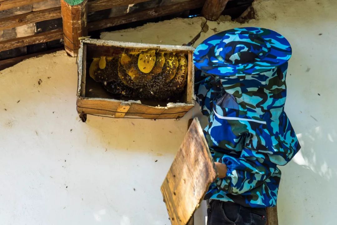 土蜂蜜的取蜜全过程,土蜂蜜取蜜全过程记录