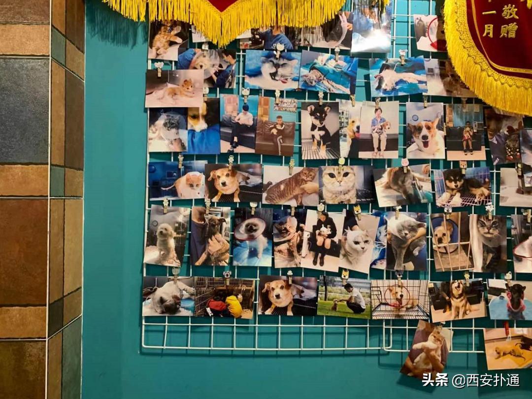 在西安给宠物看病凭什么这么贵