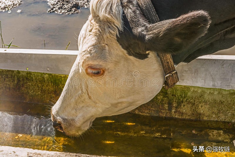 高温防止牛中暑,牛中暑的症状及治疗