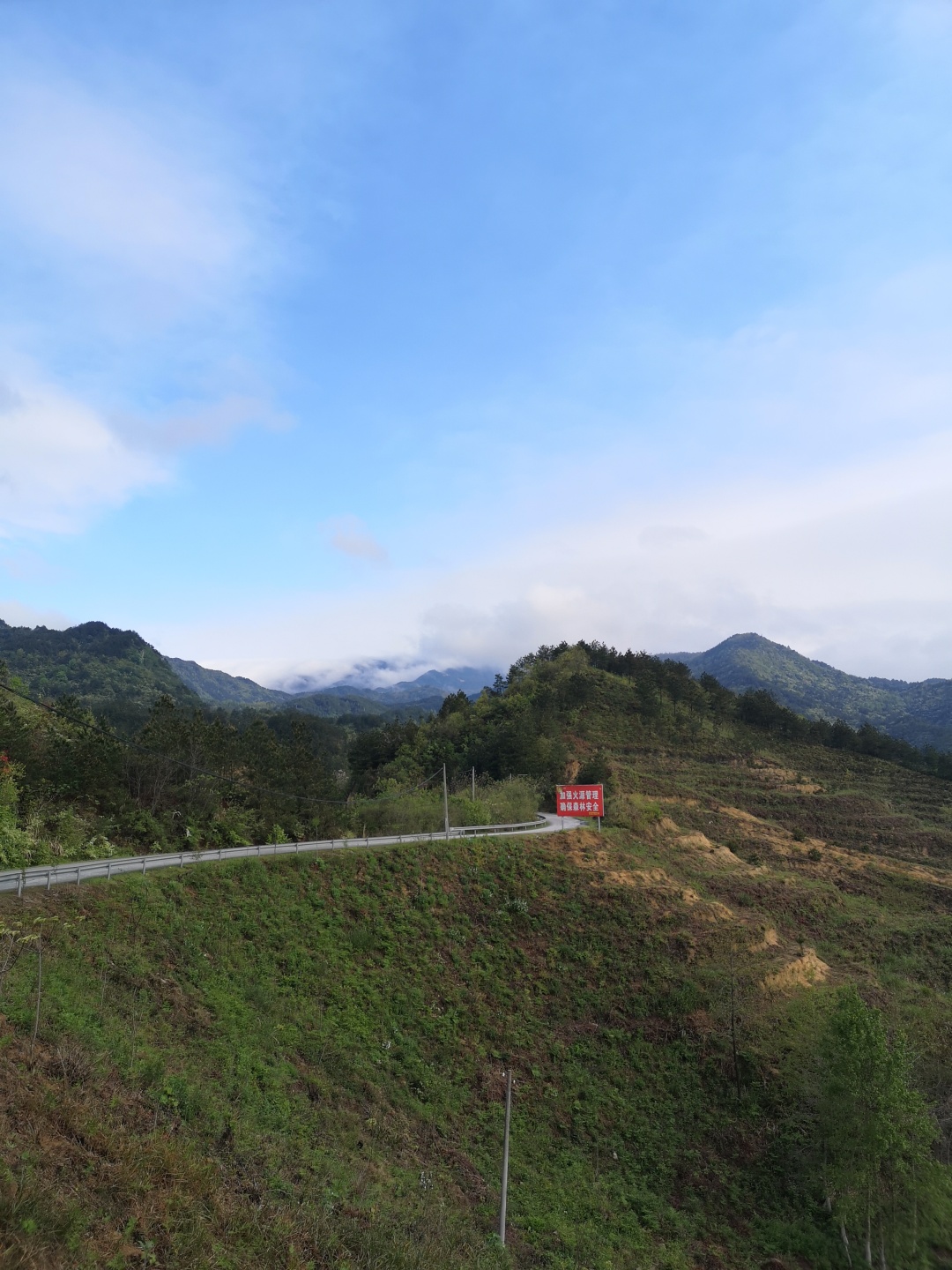 竹林深处探宝——只为了那一棵黄精