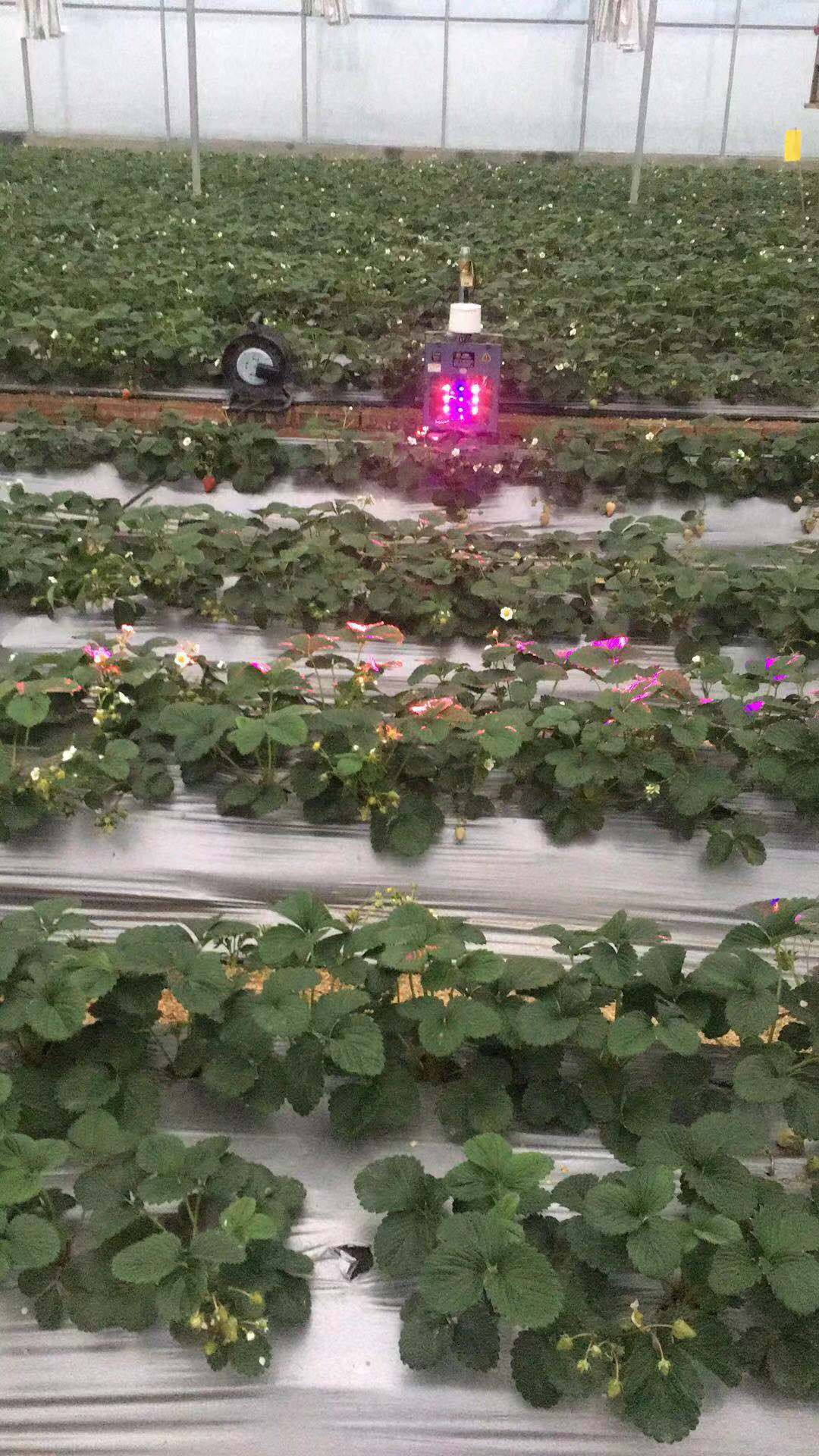 农业黑科技，磁化水如何让草莓延长采摘2个月？想知道吗？