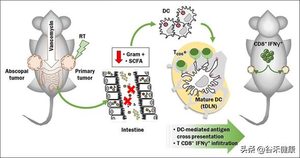 化疗对于肠道菌群影响,放疗保护肠道的方法有哪些