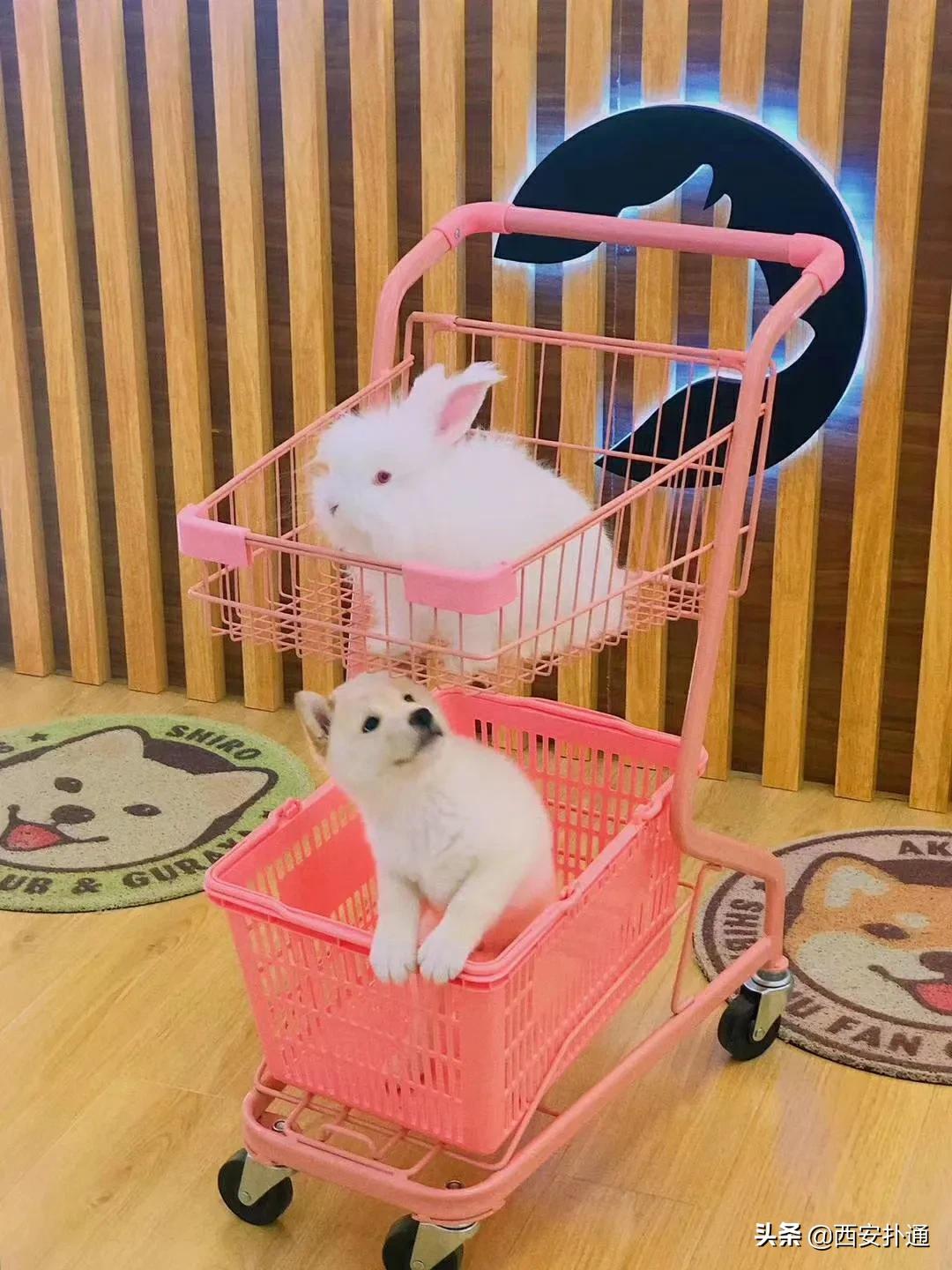 西安撸兔店,西安撸兔体验馆团购