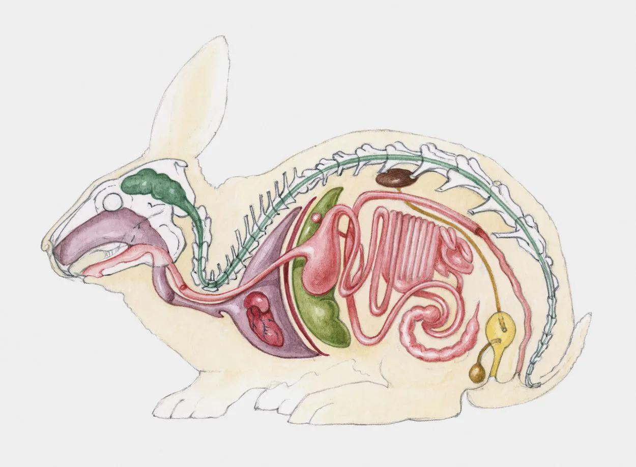 动物身上的特殊器官,动物的器官有哪几个