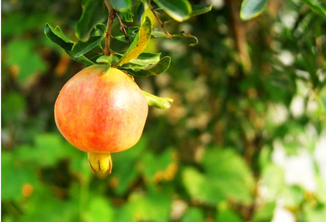 自己种的石榴太酸怎么变甜,怎么种石榴比较甜