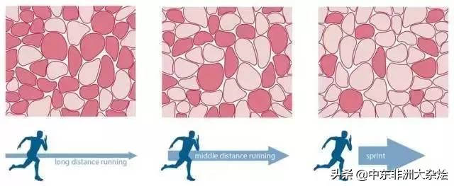 哪种运动员身体素质最强,全世界运动员身体素质排名