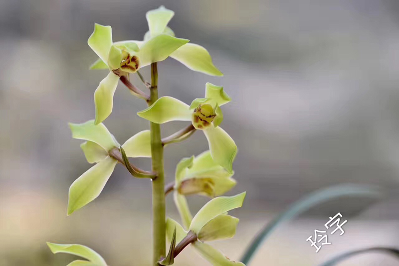 有花苞的兰花重新上盆怎么养,怎么让换盆后的兰花快速发新芽