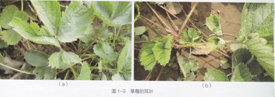 高产的高架草莓无土栽培技术,有机草莓的大棚种植与管理技术