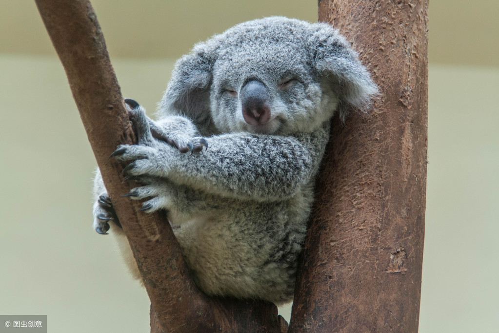 树袋熊其实不是熊什么意思,树袋熊其实不是熊有没有其他寓意