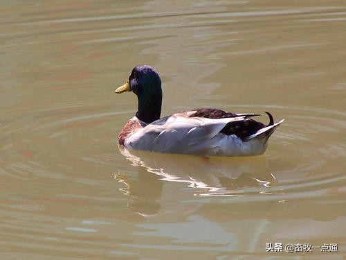 雏鸭霉菌毒素中毒,鸭毒梭菌中毒怎么治