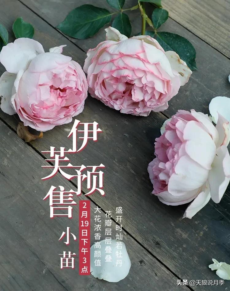 月季控对美的极致追求，尽在伊芙系列