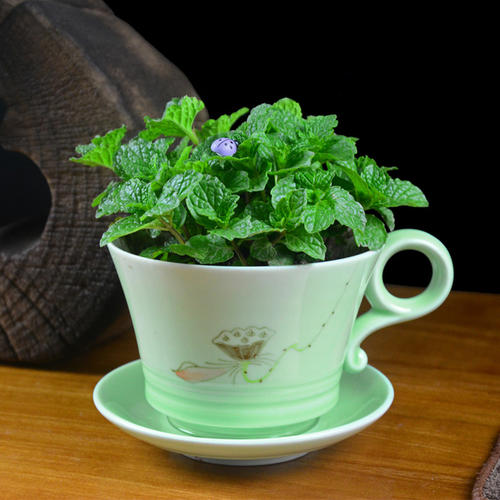 薄荷生长旺盛小技巧,盆栽薄荷有什么效果