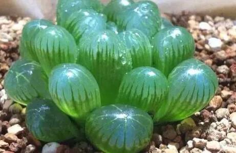 冰灯玉露怎么种植视频讲解,冰灯玉露培植方法是什么