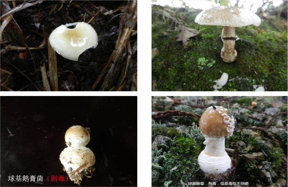 云南可食野生菌品种大全图片,海南常见的几种可食野生菌