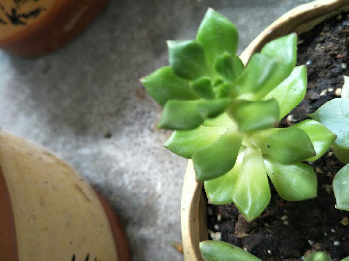 不易徒长易上色的阳台多肉,容易徒长的多肉有哪些