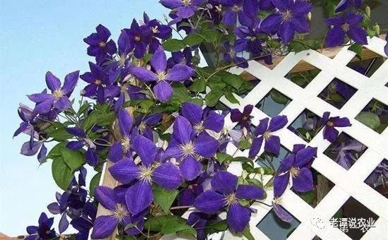 适合小院种的藤本花卉盆栽,什么藤本月季适合种在院子墙外面