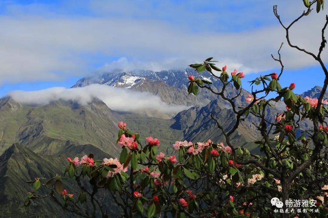 雅安4天旅游攻略最新版,五一去雅安的攻略