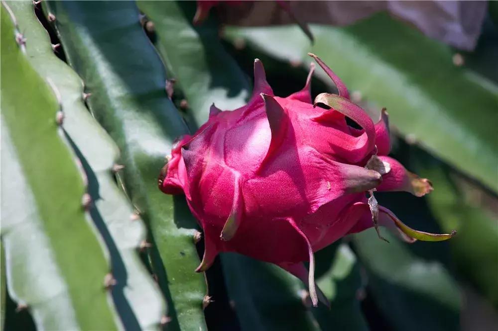 值得带回家的海南特产,带你分享海南特产海鲜