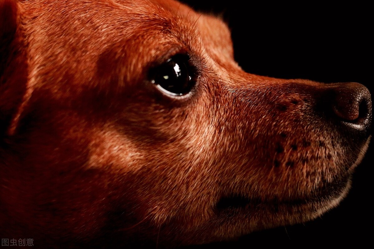 小鹿犬的训练方法,如何训练6个月的小鹿犬