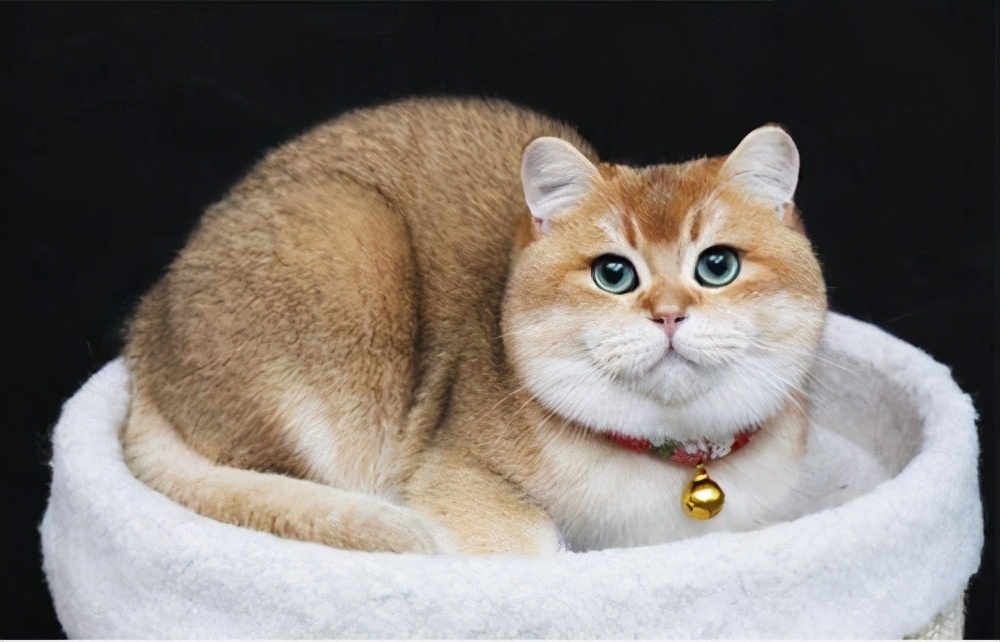 英国短毛猫价格一般多少钱,英国短毛猫成年多少斤