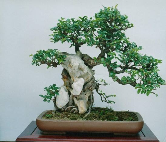 小叶榔榆盆景叶子黄了怎么办,榔榆盆景树桩光掉叶子怎么回事