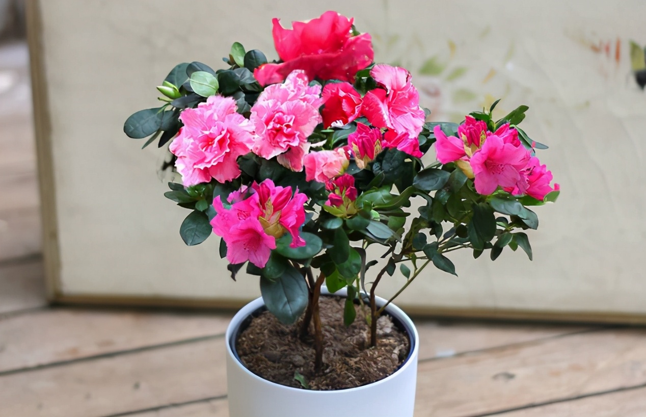 养花旺季春天，作为园艺新人，该怎么正确使用白醋、大蒜？