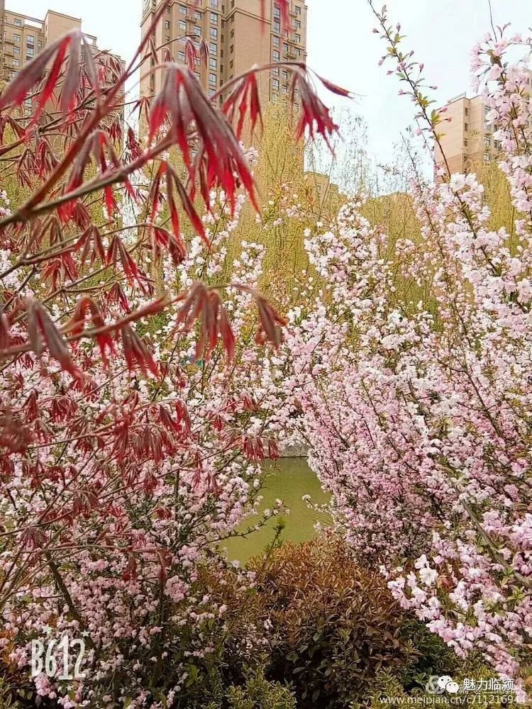 临颍人原创作品：旖旎海棠红