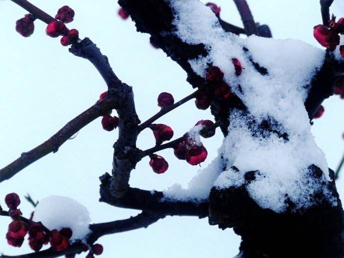 秋韵温柔岁月，冬情惊艳时光